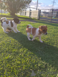 Photo №4. I will sell jack russell terrier in the city of Bregenz. breeder - price - 329$