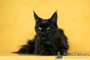 Photo №3. Maine Coon Cher is looking for a home!. Russian Federation