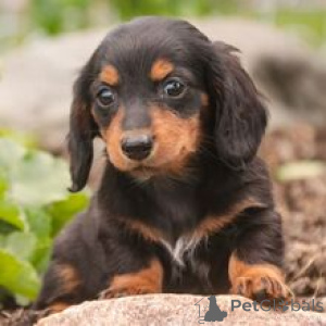 Photo №3. Buck Miniature Dachshund Puppy Male 12 Weeks Old Ready to Go Home. Germany