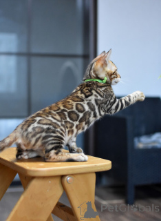 Photo №3. Elite bengal kittens. Belarus
