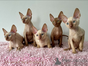 Photo №1. cornish rex - for sale in the city of Dusseldorf | negotiated | Announcement № 164266