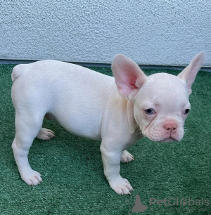 Additional photos: French bulldog puppies for sale)