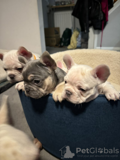 Additional photos: french bulldog