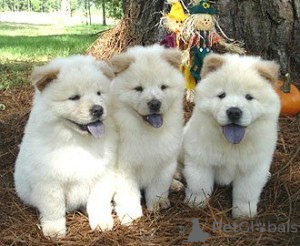 Photo №1. chow chow - for sale in the city of GyoMaendrőd | negotiated | Announcement № 172924