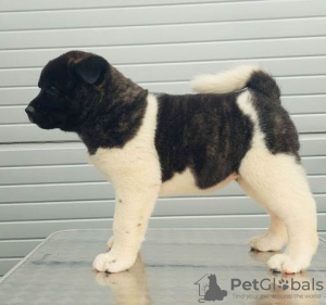 Photo №2 to announcement № 55687 for the sale of american akita - buy in Serbia breeder