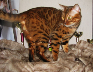 Photo №2. Mating service bengal cat. Price - 500$