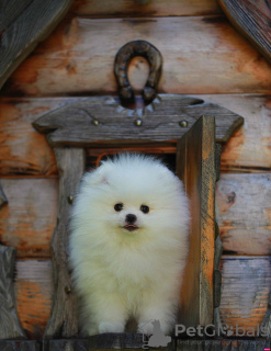 Photo №2 to announcement № 21298 for the sale of pomeranian - buy in Russian Federation breeder