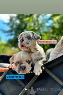 Photo №1. french bulldog - for sale in the city of Evergem | Is free | Announcement № 176317