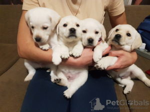 Additional photos: Labrador puppies