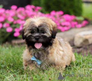 Photo №1. lhasa apso - for sale in the city of Böbingen-on-Remes | Is free | Announcement № 162373
