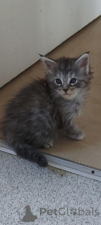 Photo №1. maine coon - for sale in the city of New York | 500$ | Announcement № 157210