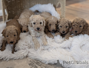 Photo №1. american cocker spaniel - for sale in the city of Alain | 619$ | Announcement № 157684