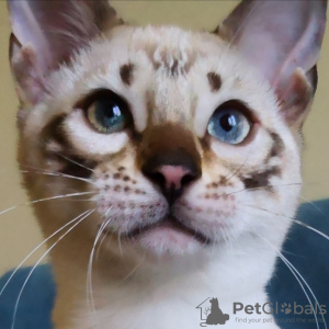 Additional photos: Bengal kittens as pets