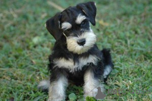 Photo №1. schnauzer - for sale in the city of Brno | negotiated | Announcement № 170668