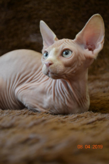 Photo №1. sphynx-katze - for sale in the city of Donetsk | negotiated | Announcement № 1922