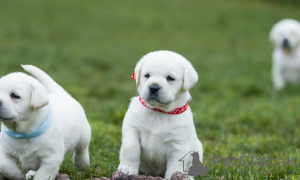 Photo №3. Piękne szczenięta labradora retrievera. Poland