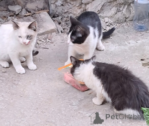 Photo №1.  - for sale in the city of Vladimir | Is free | Announcement № 146129