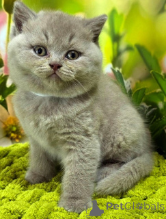 Photo №1. british shorthair - for sale in the city of Bruck an der mur | 361$ | Announcement № 171172