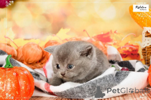 Photo №1. british shorthair - for sale in the city of Amsterdam | negotiated | Announcement № 165889