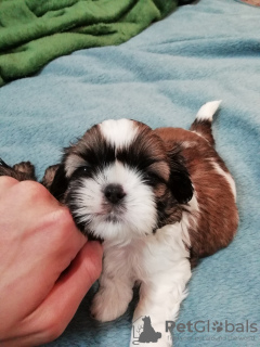 Additional photos: Purebred Shih Tzu puppies.