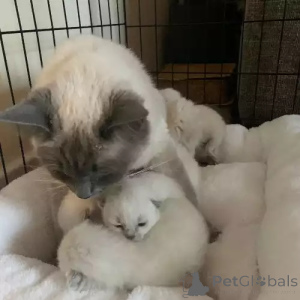 Photo №2 to announcement № 167264 for the sale of ragdoll - buy in Germany private announcement