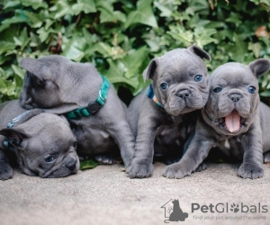 Photo №1. french bulldog - for sale in the city of Berlin | Is free | Announcement № 82844