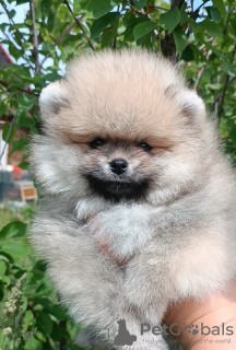Photo №1. pomeranian - for sale in the city of Minsk | 400$ | Announcement № 52178