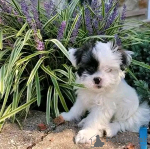 Photo №3. Adorable toilet trained Yorkshire Terrier. France