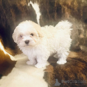 Photo №2 to announcement № 150143 for the sale of maltipu - buy in Germany private announcement, breeder