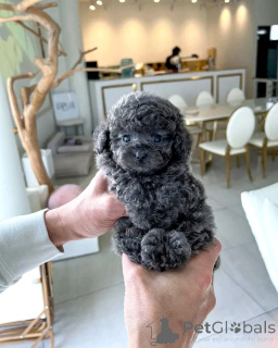 Photo №1. poodle (toy) - for sale in the city of Pécs | 465$ | Announcement № 167925