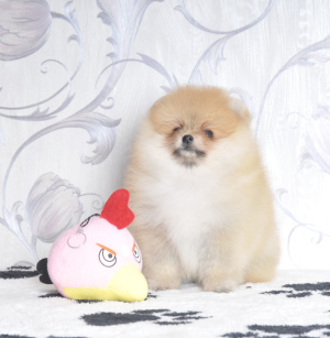Photo №1. pomeranian - for sale in the city of Eagle | 784$ | Announcement № 3977