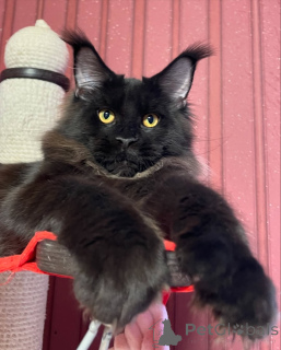 Photo №3. No mountain too high, no cuddle too small Jasper conquers them all. Denmark