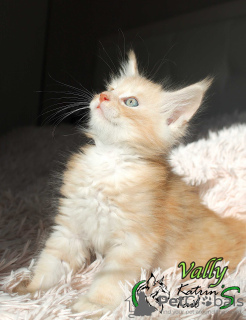 Photo №4. I will sell maine coon in the city of St. Petersburg. private announcement, from nursery, breeder - price - 723$