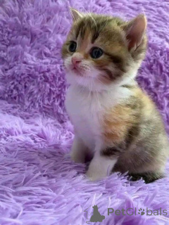 Photo №1.  - for sale in the city of Bække | negotiated | Announcement № 161692