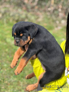 Photo №2 to announcement № 165049 for the sale of rottweiler - buy in Serbia 