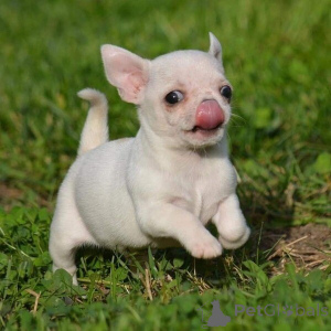 Photo №1. non-pedigree dogs - for sale in the city of Bad Münsteerefel | negotiated | Announcement № 162228