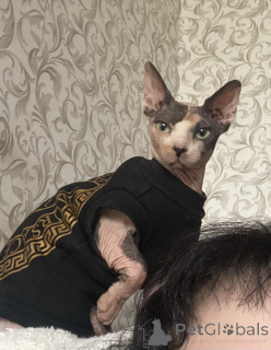 Photo №4. I will sell  in the city of Minsk. private announcement - price - 44$