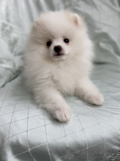 Photo №3. Pomeranian spitz. Belarus