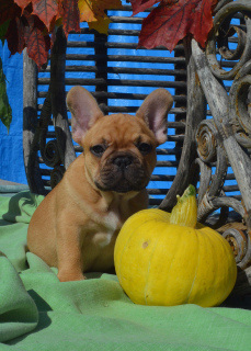 Photo №2 to announcement № 3375 for the sale of french bulldog - buy in Russian Federation private announcement