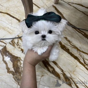Photo №2 to announcement № 167879 for the sale of maltese dog - buy in Belgium private announcement