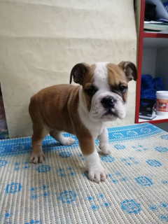 Photo №1. english bulldog - for sale in the city of Grodno | 378$ | Announcement № 4261
