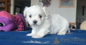Photo №1. maltese dog - for sale in the city of Lugano | 371$ | Announcement № 107532