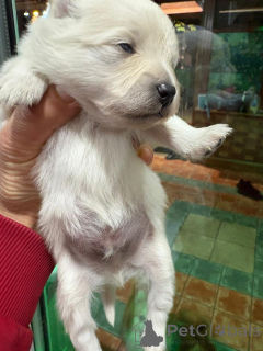 Photo №1. pomeranian - for sale in the city of ALAVUS | 826$ | Announcement № 160640