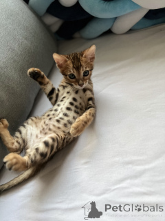 Photo №2 to announcement № 135552 for the sale of bengal cat - buy in Germany private announcement