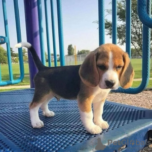 Photo №1. beagle - for sale in the city of Berlin | 350$ | Announcement № 117600