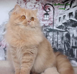 Photo №1. british longhair - for sale in the city of Tomsk | 336$ | Announcement № 5893