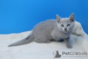 Photo №1. russian blue - for sale in the city of Гамбург | Is free | Announcement № 107819