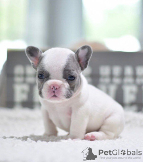 Photo №1. french bulldog - for sale in the city of Лидс | 300$ | Announcement № 121529