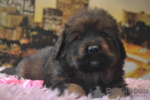 Photo №2 to announcement № 9505 for the sale of tibetan mastiff - buy in Russian Federation private announcement