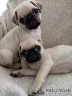 Photo №2 to announcement № 165715 for the sale of pug - buy in United Kingdom private announcement, breeder